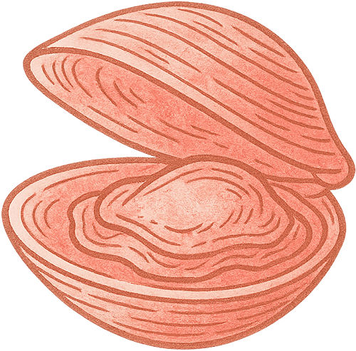 Illustration of an open clam shell with visible ridges inside and outside.
