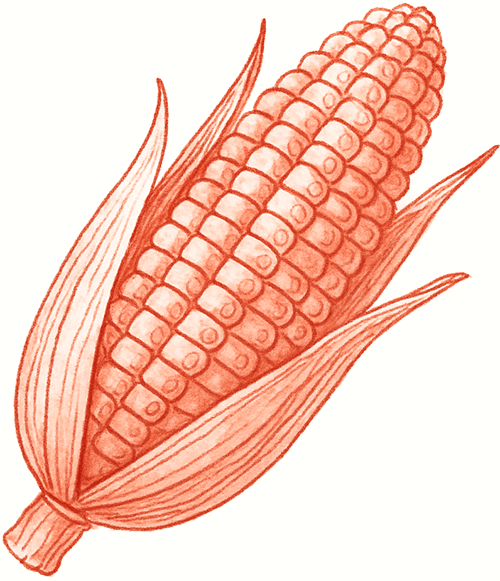 Illustration of an ear of corn with husks partially peeled back to reveal kernels.