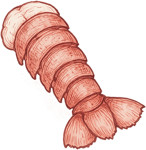 Illustration of a lobster tail with segmented shell and fan-shaped fins at the end.