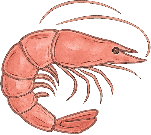 Illustration of a pink shrimp with detailed segmented body, legs, antennae, and tail.